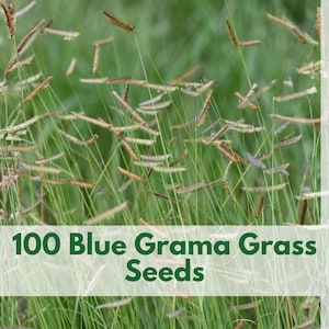 May include: An image of a field of green grass with seed heads. The text "100 Blue Grama Grass Seeds" is displayed at the bottom of the image. The Wildleaf Plant Studio logo is in the upper right corner.