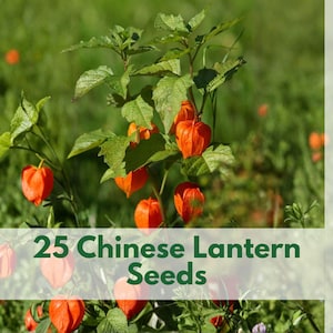 Könnte beinhalten: Nahaufnahme von chinesischen Lampionpflanzen mit leuchtend orangefarbenen Samenkapseln und grünen Blättern. Der Text "25 Chinese Lantern Seeds" ist im Bild enthalten. Der Hintergrund ist ein verschwommenes grünes Feld.