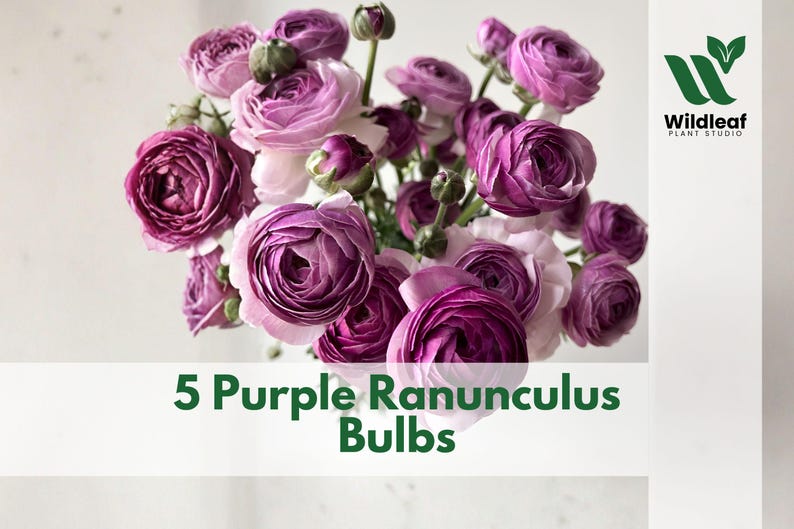5 Purple Ranunculus Bulbs Corms for Planting, Peony Style Spring ...