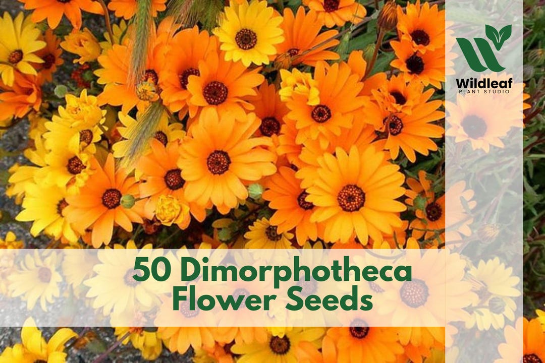 50 Dimorphotheca Flower Seeds – Mixed Color Daisy - Etsy