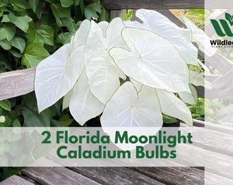 2 Florida Moonlight Caladium Bulbs for Planting, White Angel Wings Foliage, Shade Garden