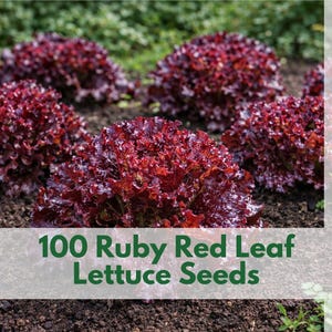 100 Ruby Red Leaf Lettuce Seeds – 45 Days