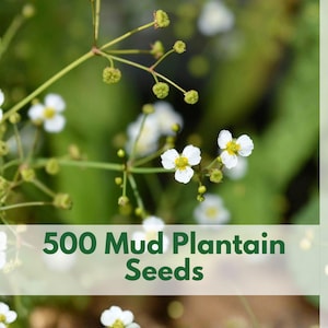 500 Mud Plantain Seeds – Alisma Subcordatum Wetland Flower