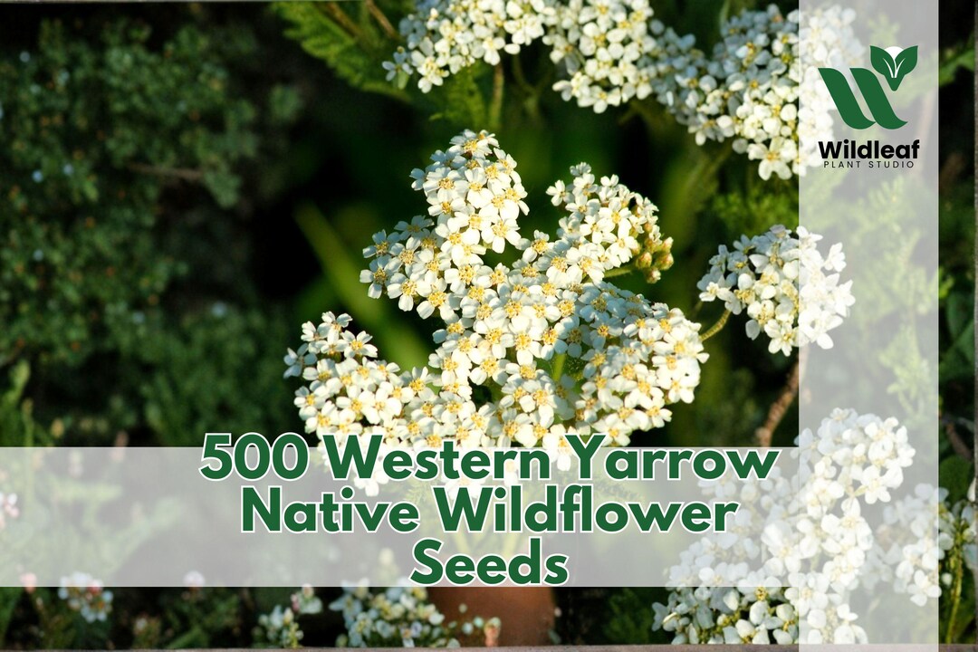 Native Yarrow Map 500 Western Yarrow Native Wildflower Seeds Achillea Millefolium ...