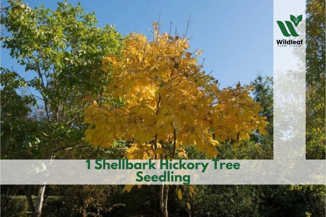 1 Shellbark Hickory Tree Seedling Hardy Native Shade Tree Live Starter ...