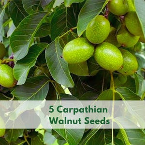 May include: A cluster of green Carpathian walnuts hanging from a tree branch with dark green leaves. The image includes the text 5 Carpathian Walnut Seeds and a logo for Wildleaf Plant Studio in the corner, showing the fruit in its outer husk.