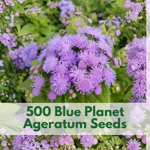 May include: Image of a vibrant garden scene featuring clusters of blue Ageratum flowers. The image includes the text "500 Blue Planet Ageratum Seeds" and the Wildleaf Plant Studio logo. The flowers are surrounded by green foliage.