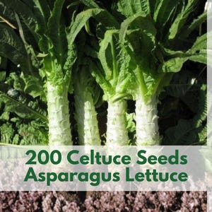 May include: Fresh green celtuce plants with white stalks and leafy tops. The image includes text that reads "200 Celtuce Seeds Asparagus Lettuce" and the Wildleaf Plant Studio logo.