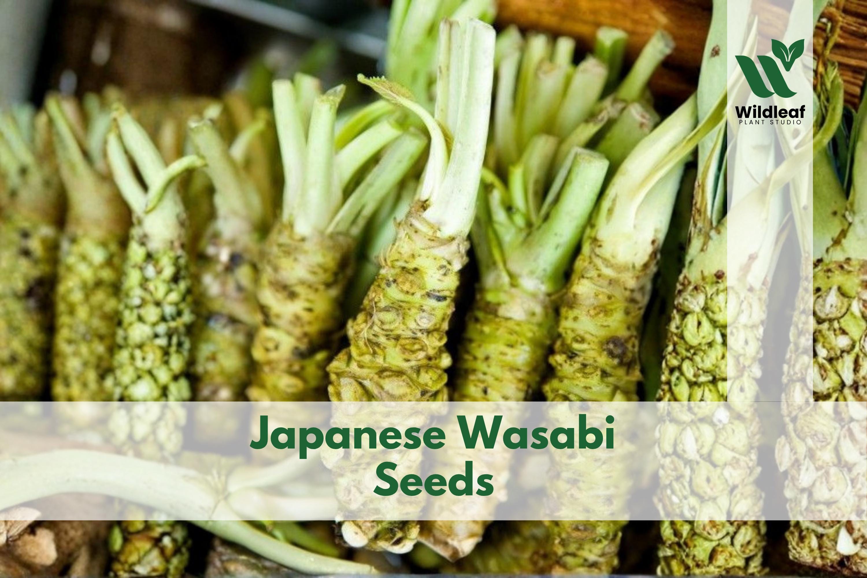 Wasabi Japonica Seed - Etsy