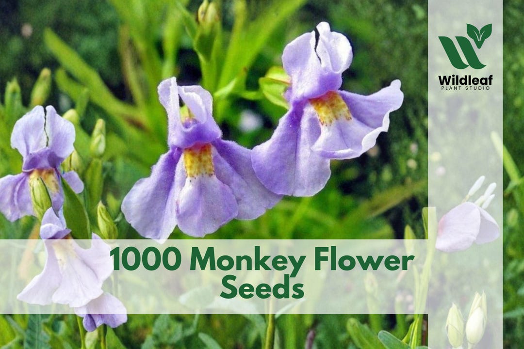 1000 Monkey Flower Seeds Mimulus Ringens Native Blue Wildflower Garden ...