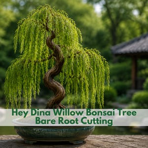 May include: A Hey Dina Willow Bonsai Tree bare root cutting featuring a twisted brown trunk and cascading bright green leaves, planted in a shallow, round, textured teal ceramic pot with a Wildleaf Plant Studio logo in the upper right corner.