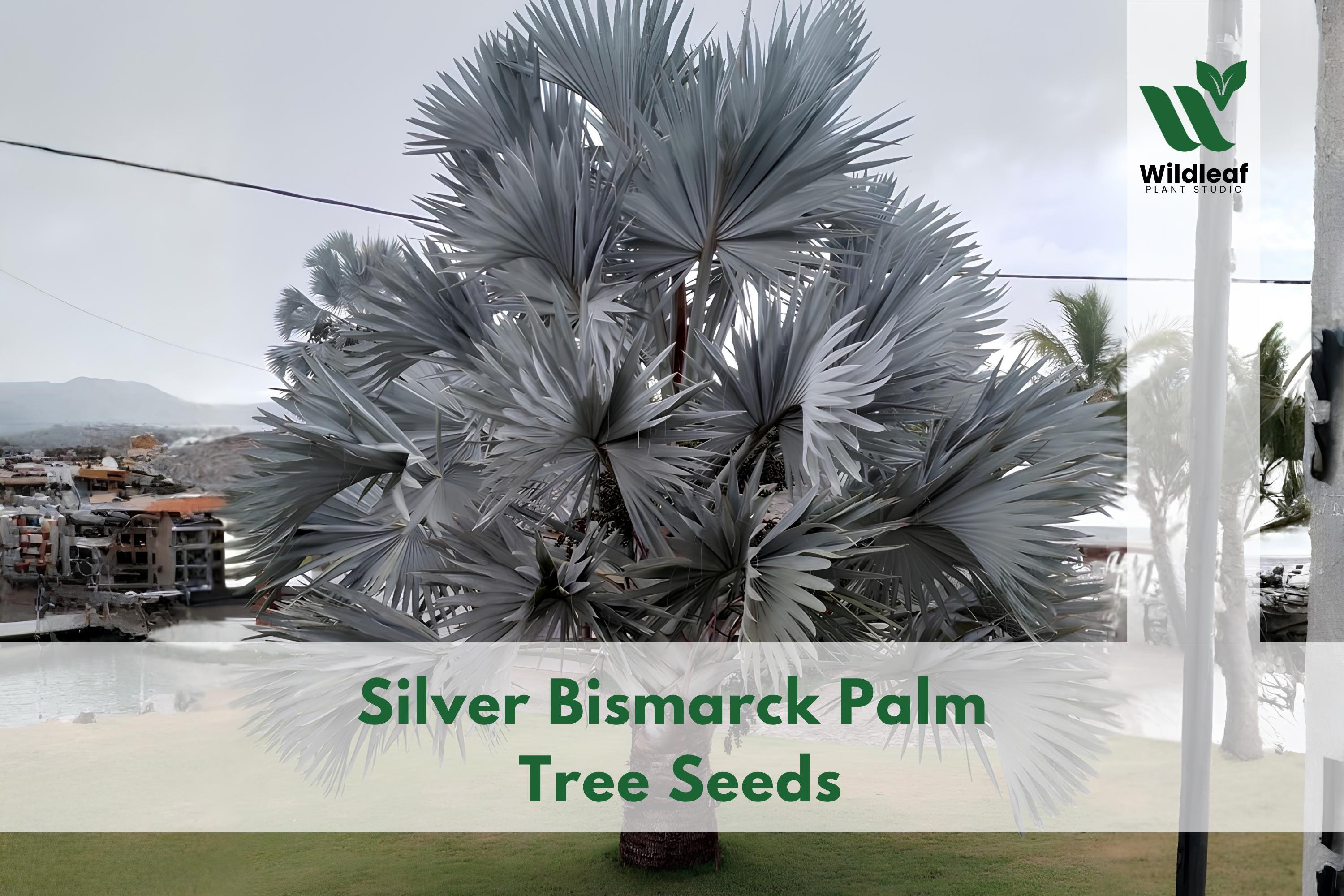 Silver Bismarck Palm - Etsy