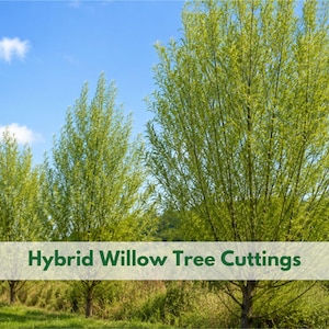 May include: A row of young hybrid willow trees with vibrant green leaves against a bright blue sky. The image features the text Wildleaf Plant Studio and Hybrid Willow Tree Cuttings in green font, set against a natural outdoor landscape.