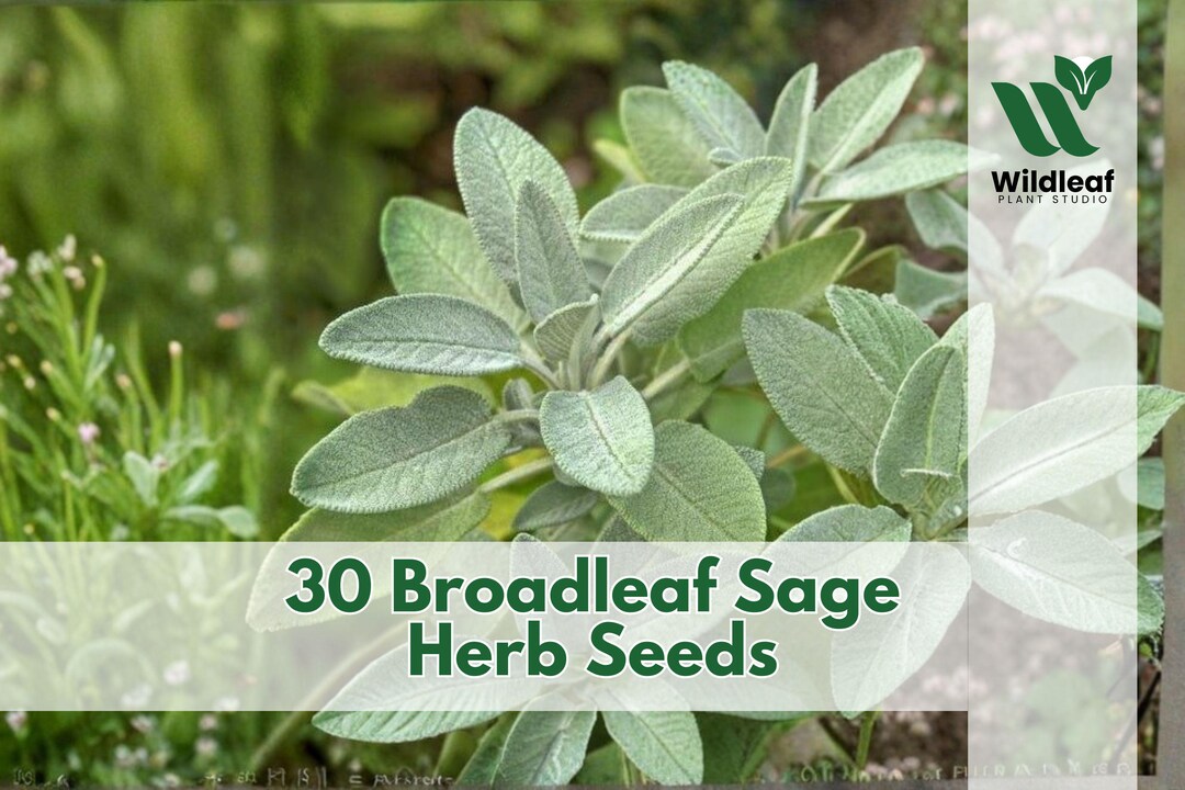 30 Broadleaf Sage Herb Seeds for Planting Garden Variety - Etsy