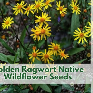 75 Golden Ragwort Native Wildflower Seeds Packera aurea Shade Garden