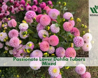 Passionate Lover Dahlia Tubers: Mixed Cut Flower Garden Blooms