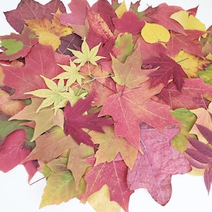 200 Autumn Leaves, Real Pressed Leaves, Fall Leaves, Dried Leaves, Pressed Maples, Autumn Wedding, Real colorful leaves, Wedding decor,