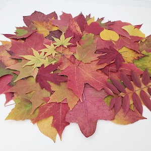 Real Autumn Leaves, 25+, Pressed Fall Decor, Dried leaves, Economical Wedding Decor, Harvest Decor, Thanksgiving Table, Maples