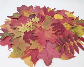 Real Autumn Leaves, 25+, Pressed Fall Decor, Dried leaves, Economical Wedding Decor, Harvest Decor, Thanksgiving Table, Maples