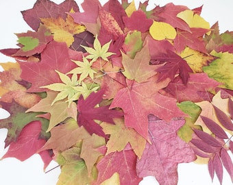 200 Autumn Leaves, Real Pressed Leaves, Fall Leaves, Dried Leaves, Pressed Maples, Autumn Wedding, Real colorful leaves, Wedding decor,
