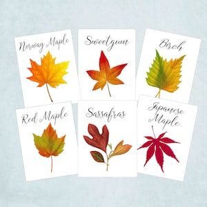 Autumn Leaf Table Cards, Autumn Leaf Table Tents, Autumn Wedding Table Cards, Thanksgiving Table Card, Autumn Fall Event, Harvest Table
