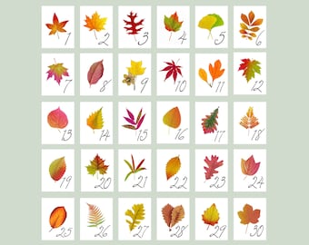 Autumn Leaf Table Numbers, Fall Table Cards,  Autumn Wedding Table Numbers, Thanksgiving Table , Autumn Fall Event, Harvest Table