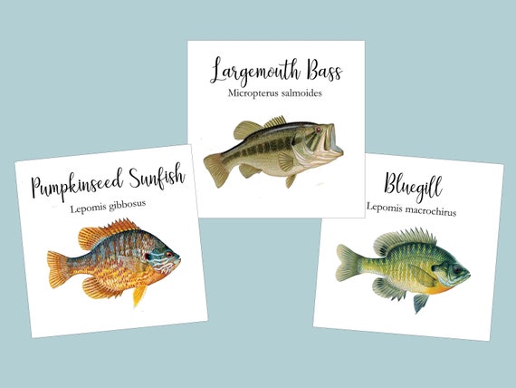 Fish Table Cards, Summer Wedding Table Cards, Freshwater Fish