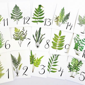 May include: Fifteen cards with green fern illustrations and numbers 1 through 15 printed on them. The cards are white with black numbers.