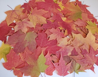 ALL SUGAR MAPLES, 50 Plus Dried Maple Leaves, Brilliant Autumn Color, Wedding Decor, Real Pressed Leaves,  Thanksgiving Table, Harvest Decor