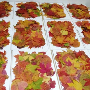 May include: A collection of fall leaves in various shades of red, orange, yellow, and brown are arranged on white surfaces. The leaves are neatly organized and create a visually appealing display.