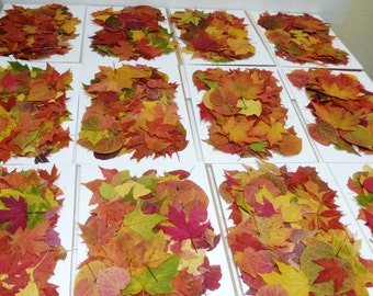 Pressed Leaves, 100+, Fall decor for Wedding, Economical fall decor, Dried leaves for Harvest Festival, Thanksgiving Table decor, Maples