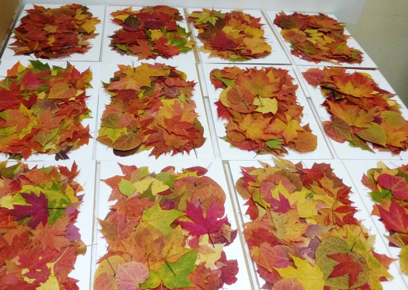 May include: A collection of fall leaves in various shades of red, orange, yellow, and brown are arranged on white surfaces. The leaves are neatly organized and create a visually appealing display.