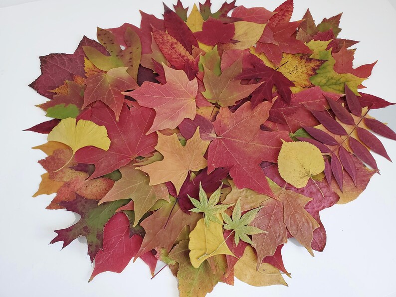 May include: A collection of autumn leaves in various shades of red, orange, yellow, and green. The leaves are arranged in a circular pattern, creating a beautiful display of fall colors.