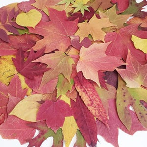 Real Autumn Leaves, 50+, Pressed Fall Decor, Dried leaves, Economical Wedding Decor, Harvest Decor, Thanksgiving Table, Maples