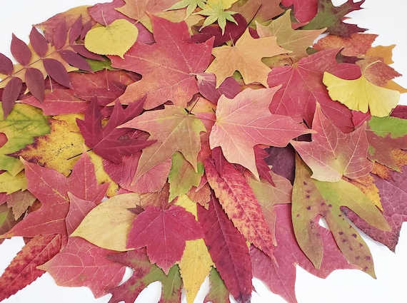 Real Autumn Leaves, 50+, Pressed Fall Decor, Dried leaves, Economical Wedding Decor, Harvest Decor, Thanksgiving Table, Maples