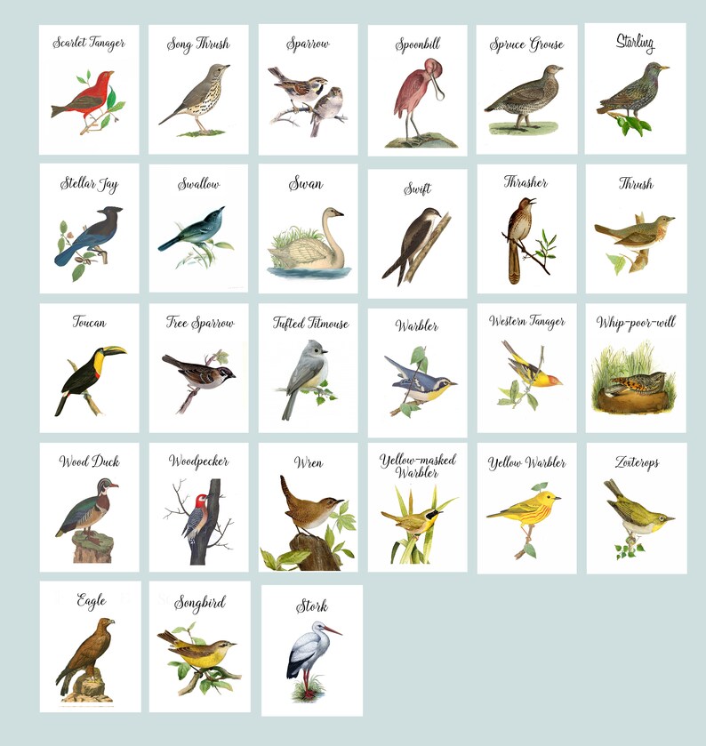 Birding Rack Card Bird Place Cards, Wedding Escort Cards, Multiple Illustrations, Folded ...