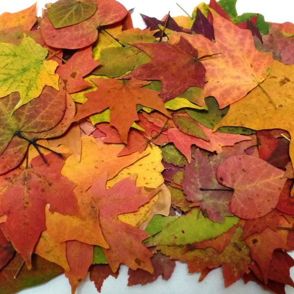 Real Autumn Leaves, 50+, Pressed Fall Decor, Dried leaves, Economical Wedding Decor, Harvest Decor, Thanksgiving Table, Maples