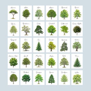 May include: A grid of thirty individual white rectangular cards, each featuring a detailed green watercolor illustration of a specific tree species. Each card is labeled with the tree name in black cursive script, including Acacia, Alder, Ash, Aspen, Basswood, Beech, Birch, Buckthorn, Cedar, Chestnut, Cottonwood, Crape Myrtle, Dogwood, Elm, Fir, Gingko, Hemlock, Hickory, Japanese Maple, Locust, Magnolia, Maple, Oak, Pine, Poplar, Redbud, Sassafras, Spruce, Sweetgum, and Willow.