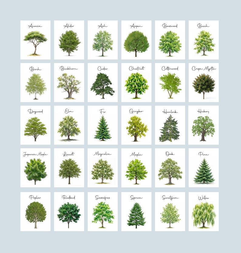 May include: A grid of thirty individual white rectangular cards, each featuring a detailed green watercolor illustration of a specific tree species. Each card is labeled with the tree name in black cursive script, including Acacia, Alder, Ash, Aspen, Basswood, Beech, Birch, Buckthorn, Cedar, Chestnut, Cottonwood, Crape Myrtle, Dogwood, Elm, Fir, Gingko, Hemlock, Hickory, Japanese Maple, Locust, Magnolia, Maple, Oak, Pine, Poplar, Redbud, Sassafras, Spruce, Sweetgum, and Willow.