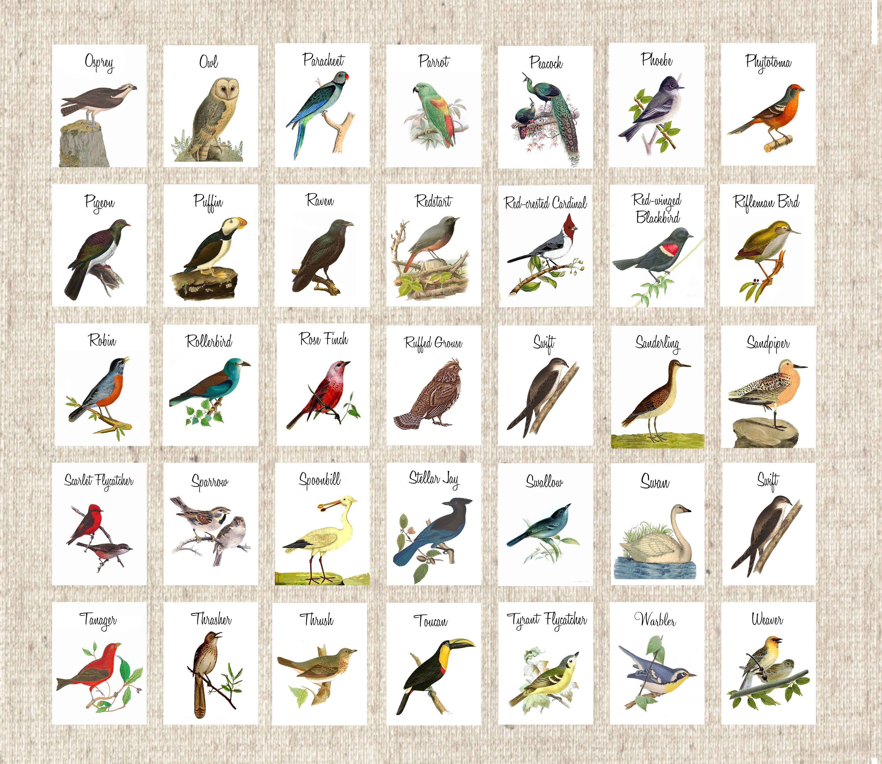 Bird Table Cards W/ BIRD NAMES Wedding Table Cards Vintage - Etsy