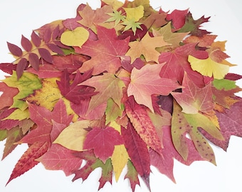 Real Autumn Leaves, 50+, Pressed Fall Decor, Dried leaves, Economical Wedding Decor, Harvest Decor, Thanksgiving Table, Maples