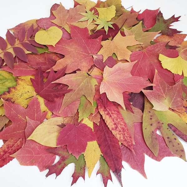 Real Autumn Leaves, 50+, Pressed Fall Decor, Dried leaves, Economical Wedding Decor, Harvest Decor, Thanksgiving Table, Maples