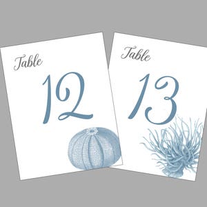Shell Table Numbers, Beach Wedding, Shell Cards, Surf and Turf Wedding, Tropical Table Numbers, Wedding near the Sea image 6