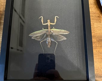 カマキリの大型メス標本のみ。 - Etsy 日本