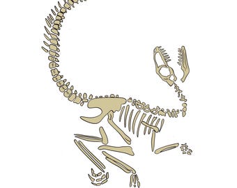 Velociraptor Skeleton