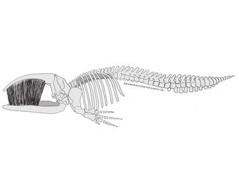 Baleen Whale Skeleton