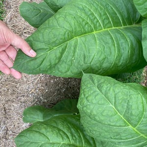 tobacco seeds australia MAPACHO MAPACHO Seeds | Nicotiana rustica