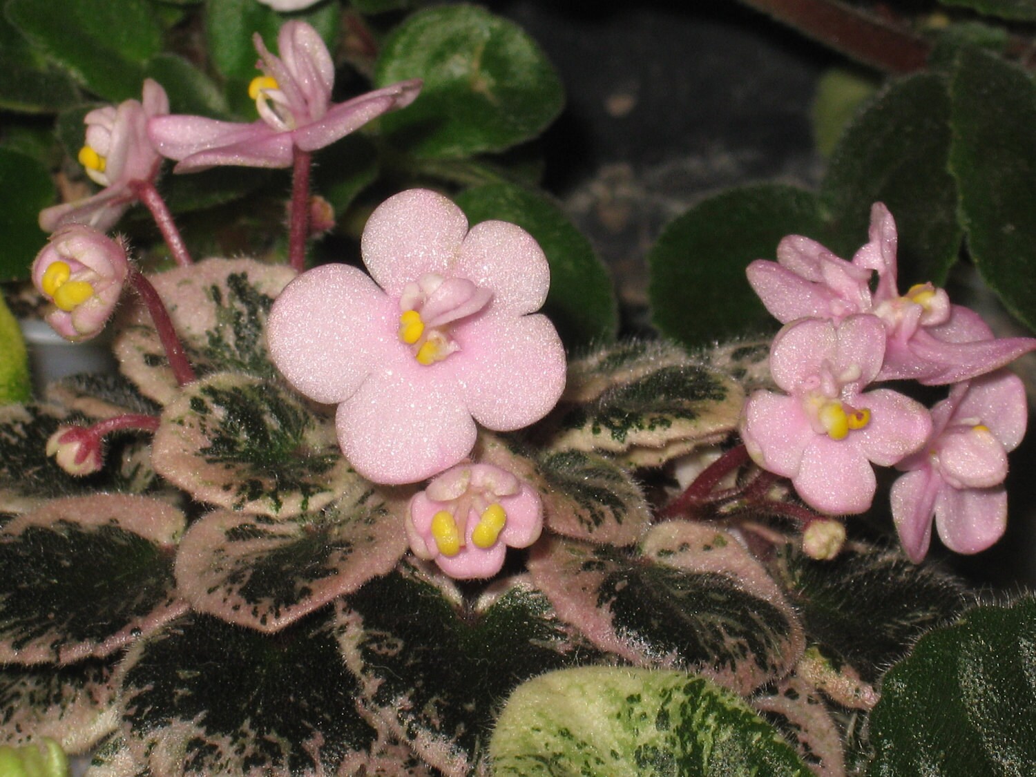 Pink dove african violet deals