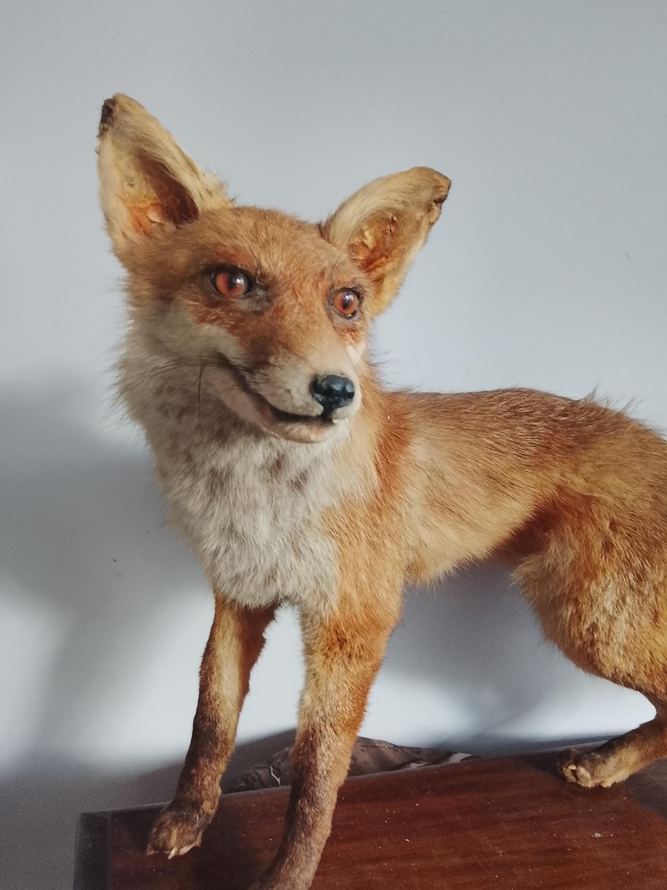 TAXIDERMIE RENARDEAU CABINET Curiosité Renard Ancien Entomologie Artisanale 185874233067
