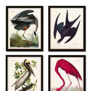 Vintage Audubon Sea Birds Print  Set No. 2, Giclee, Bird Prints, Prints and Posters, Art Print, Coastal Art, Audubon Bird Prints, Collage